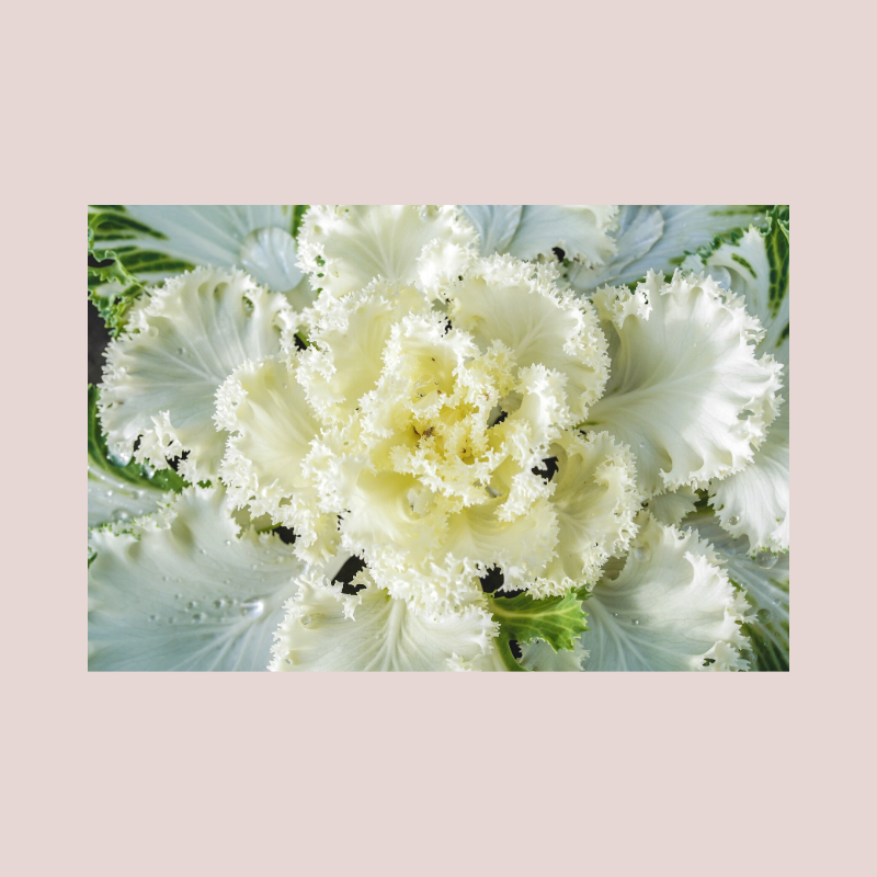 f:id:Infoment:20191203220213p:plain