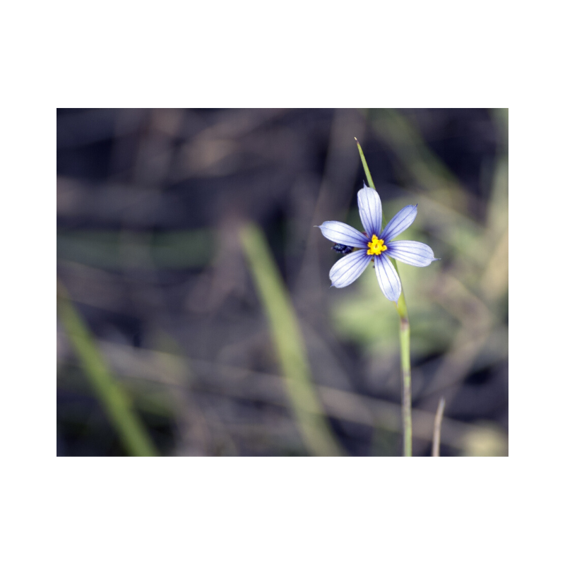 f:id:Infoment:20200209081223p:plain