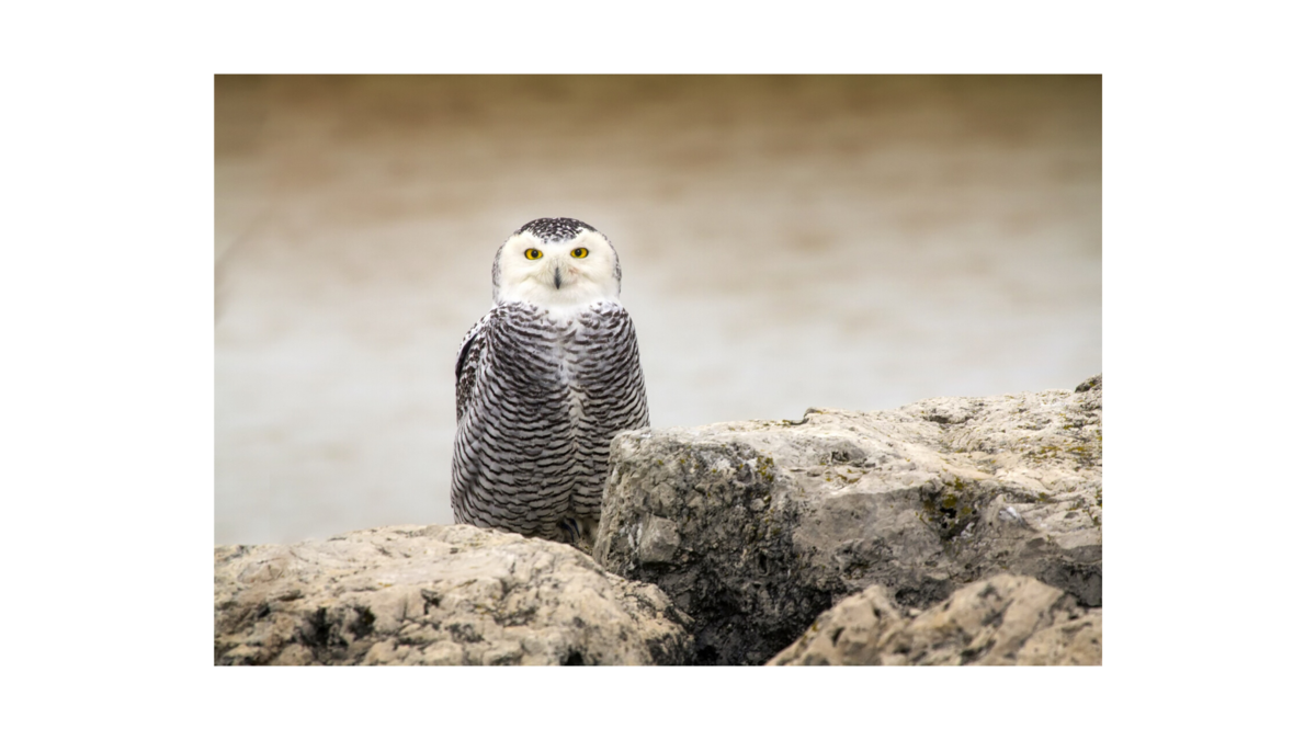 f:id:Infoment:20200622221959p:plain