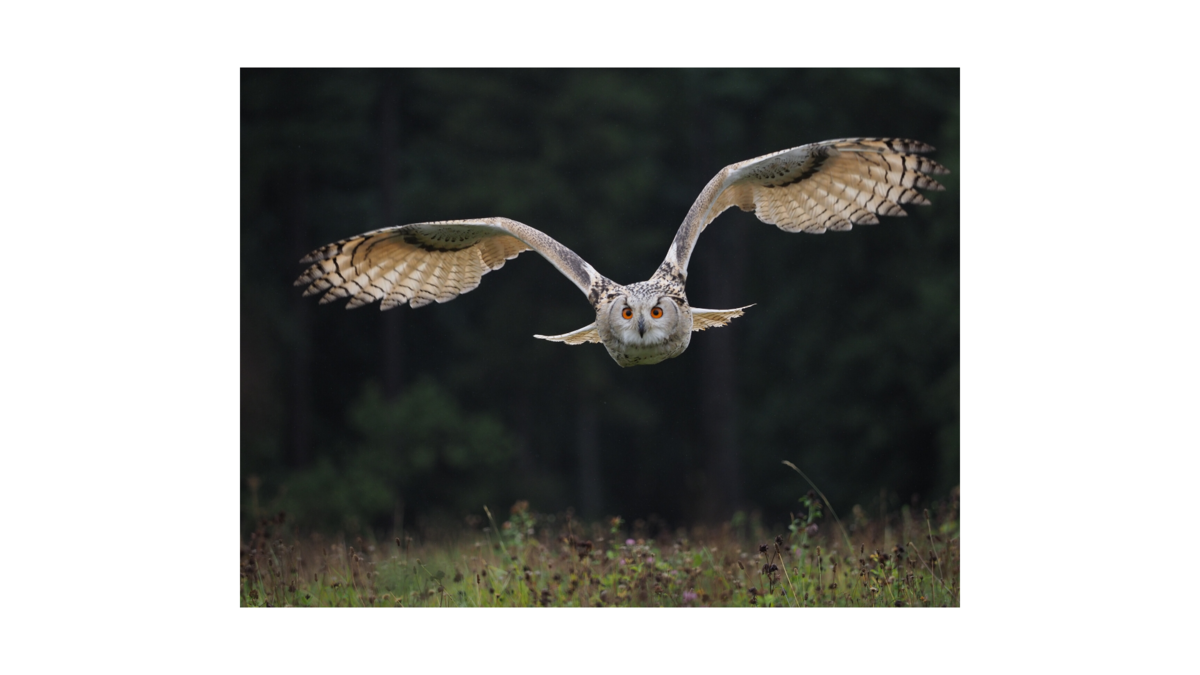 f:id:Infoment:20200707230424p:plain f:id:Infoment:20200707230424p:plain