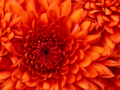 images\Chrysanthemum.jpg