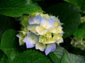 images\Hydrangeas.jpg