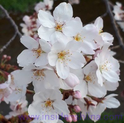 2019年4月桜