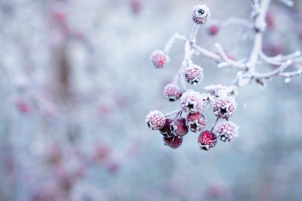 【40代の糖質制限】食事メニューと体重推移【2026年2月第2週】