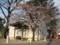 大神宮と桜