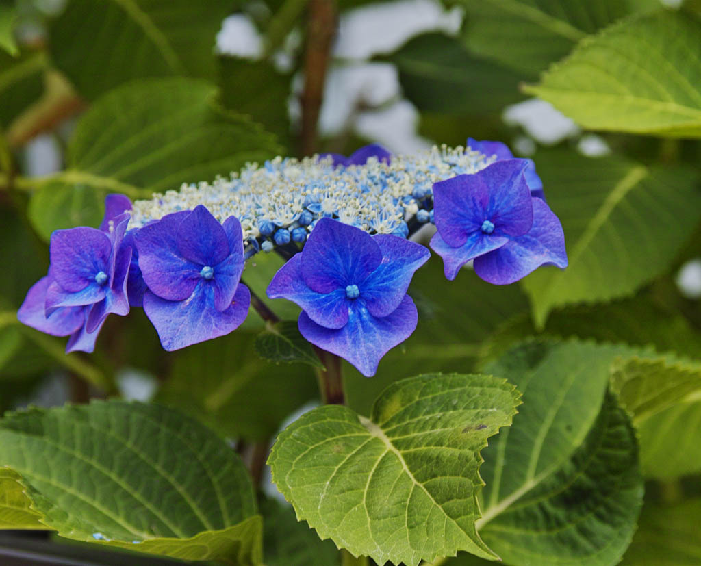 f:id:Ioannes:20170613175150j:plain f:id:Ioannes:20170613175150j:plain