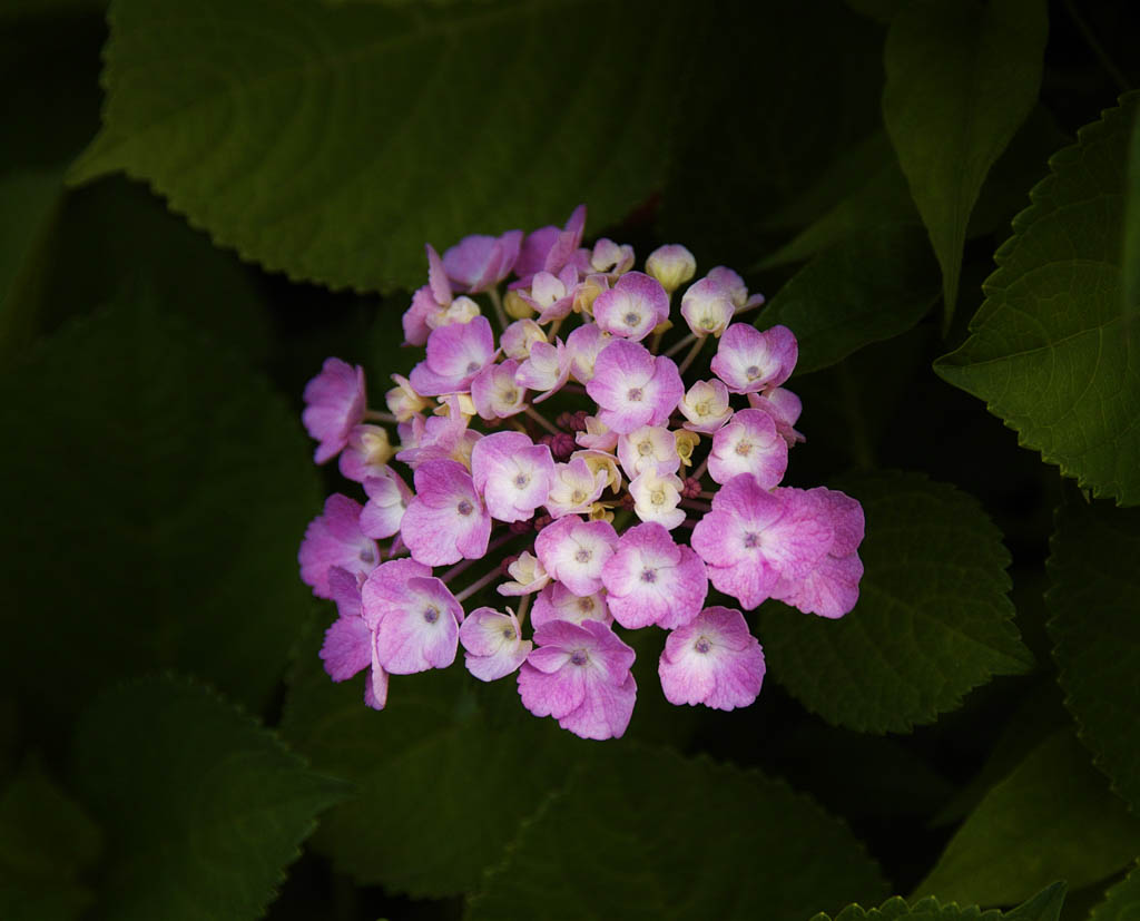 f:id:Ioannes:20170613175431j:plain f:id:Ioannes:20170613175431j:plain