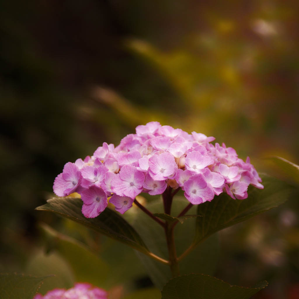 f:id:Ioannes:20170613175527j:plain f:id:Ioannes:20170613175527j:plain