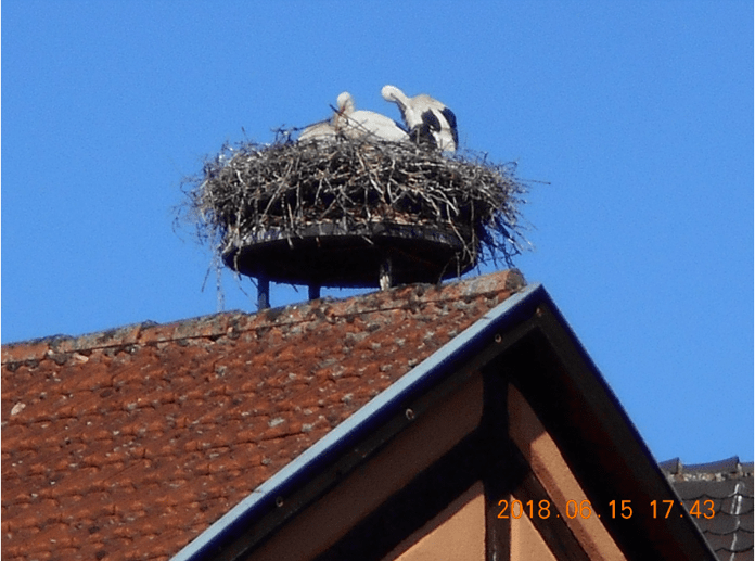 f:id:Ippo-san:20190421112808p:plain f:id:Ippo-san:20190421112808p:plain