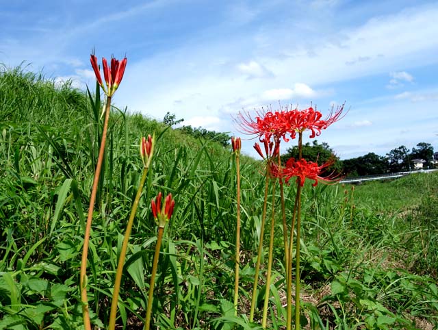 もみ様　曼珠沙華・大判草・たね もみ様 曼珠沙華・大判草・たね もみ様 曼珠沙華・大判草・たね 楽天