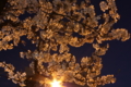 [桜][夜桜]