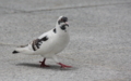 [野鳥][鳩]