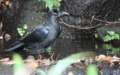 [野鳥][カラス][上野動物園]