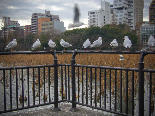 カモメ
