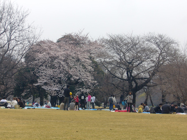 新宿御苑桜2007年3月24日