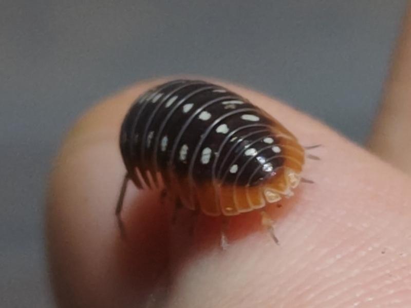 【目指せダンゴムシ博士】オカダンゴムシとコシビロダンゴムシの正しい見分け方 - ワラダン飼育ログ