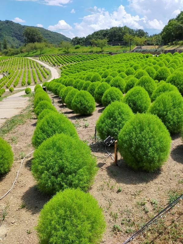 f:id:J-dream:20210831211138j:plain