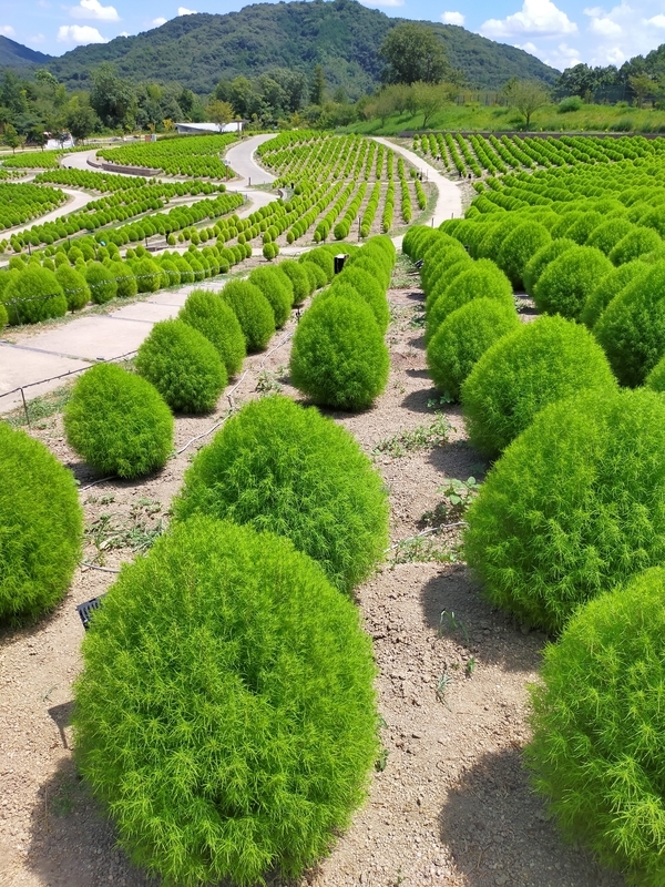 f:id:J-dream:20210831211210j:plain