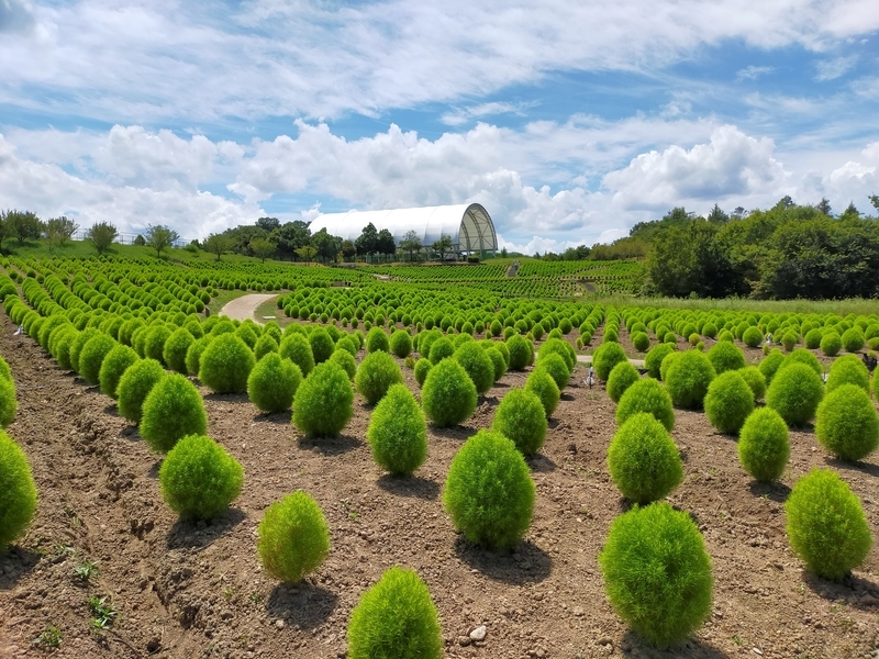 f:id:J-dream:20210831211507j:plain