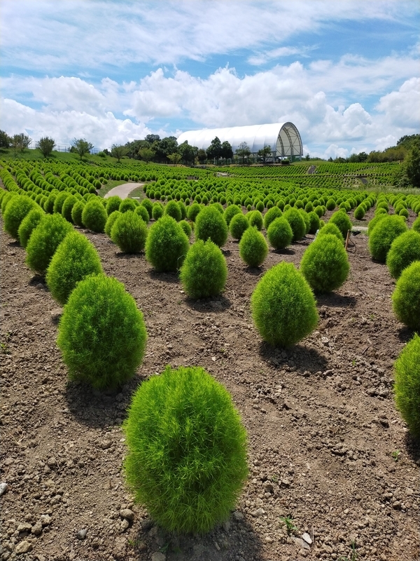 f:id:J-dream:20210831211523j:plain