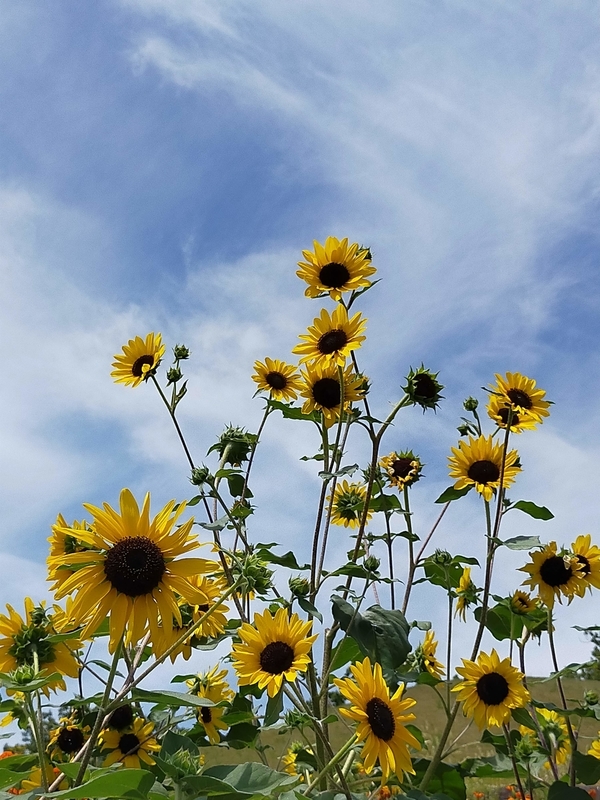 f:id:J-dream:20210831212411j:plain