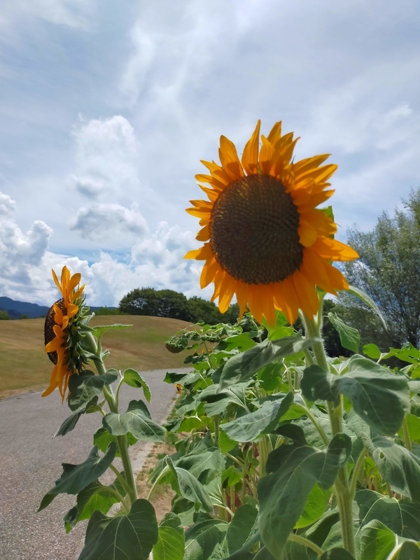 f:id:J-dream:20210831212600j:plain