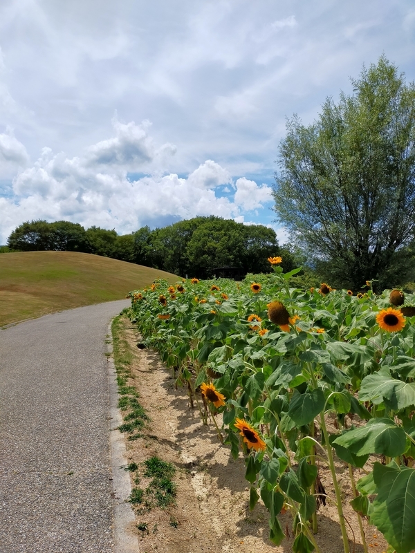 f:id:J-dream:20210831212612j:plain