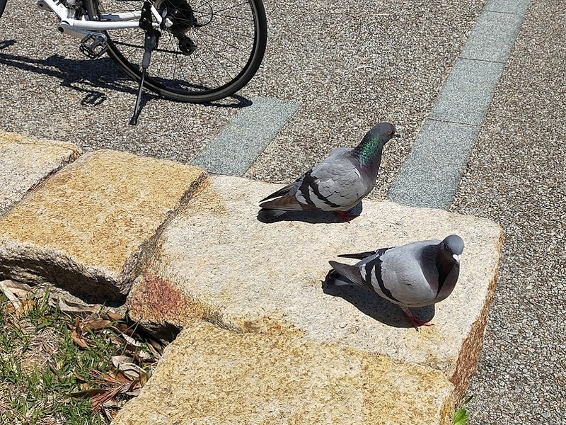 f:id:J-dream:20210926132908j:plain