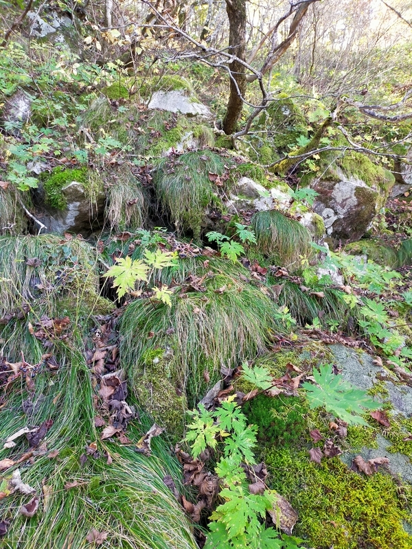 f:id:J-dream:20211017180517j:plain