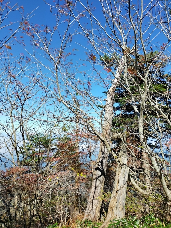 f:id:J-dream:20211017181945j:plain