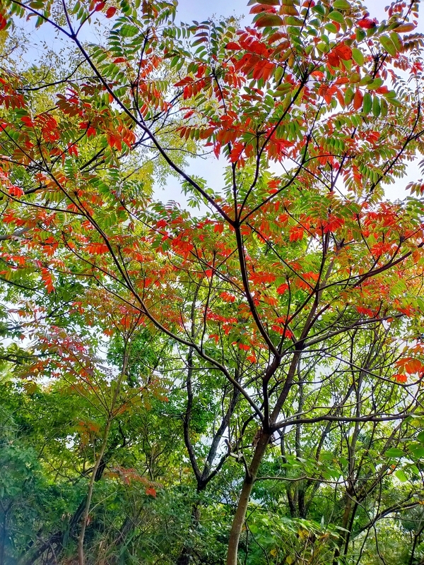 f:id:J-dream:20211114173552j:plain