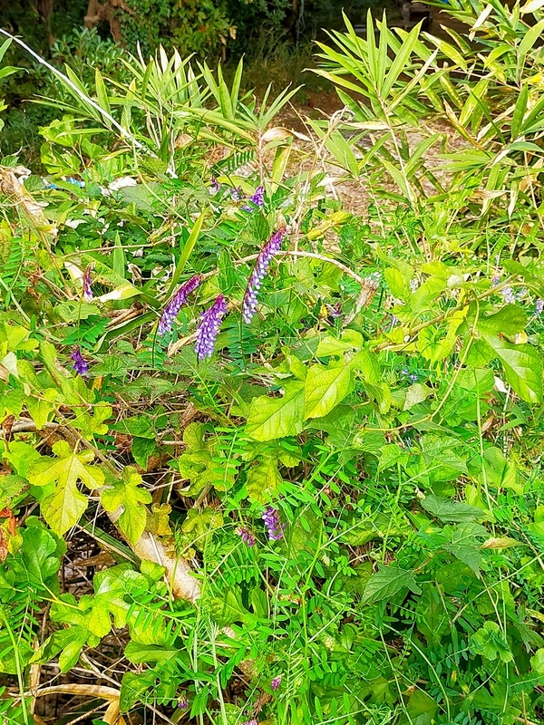 f:id:J-dream:20211114173708j:plain