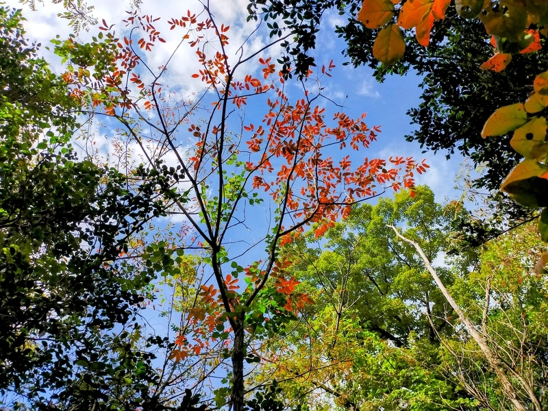 f:id:J-dream:20211205165548j:plain