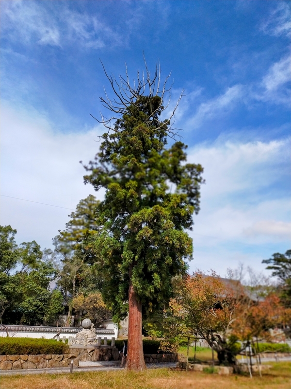 f:id:J-dream:20211205171224j:plain