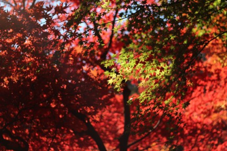 f:id:JACK:20131129121510j:image