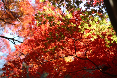 f:id:JACK:20131129121657j:image