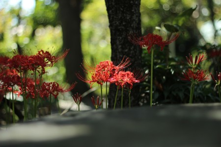 f:id:JACK:20140921100150j:image