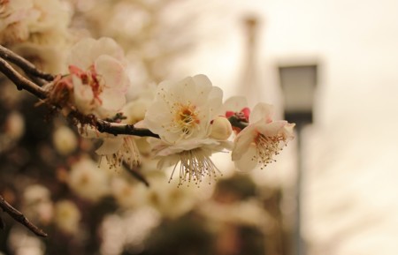 f:id:JACK:20150225100010j:image