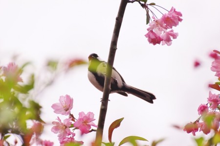 f:id:JACK:20150404100804j:image