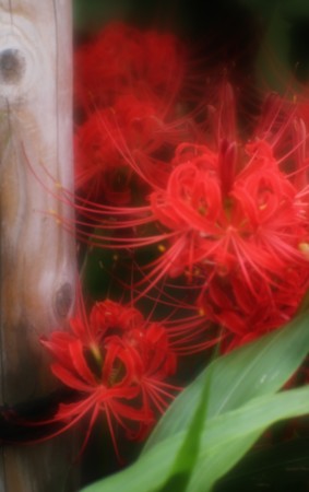 f:id:JACK:20150913120127j:image