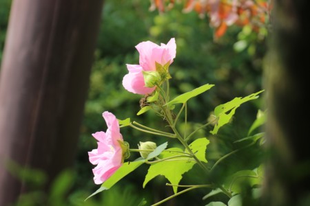 f:id:JACK:20150922101938j:image