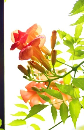 f:id:JACK:20160811115906j:image