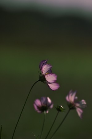 f:id:JACK:20181025141700j:image f:id:JACK:20181025141700j:image