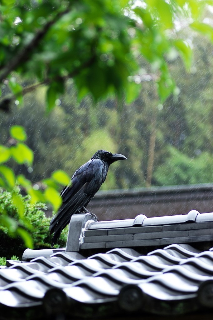 f:id:JACK:20190615093506j:plain