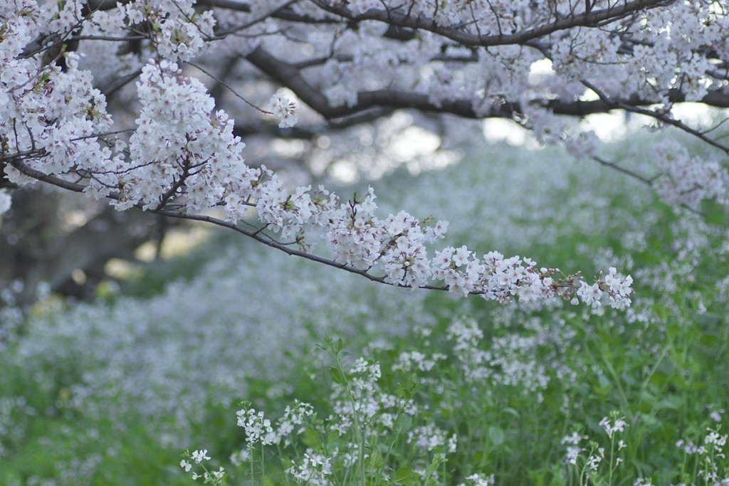 f:id:JACK:20210327072505j:plain