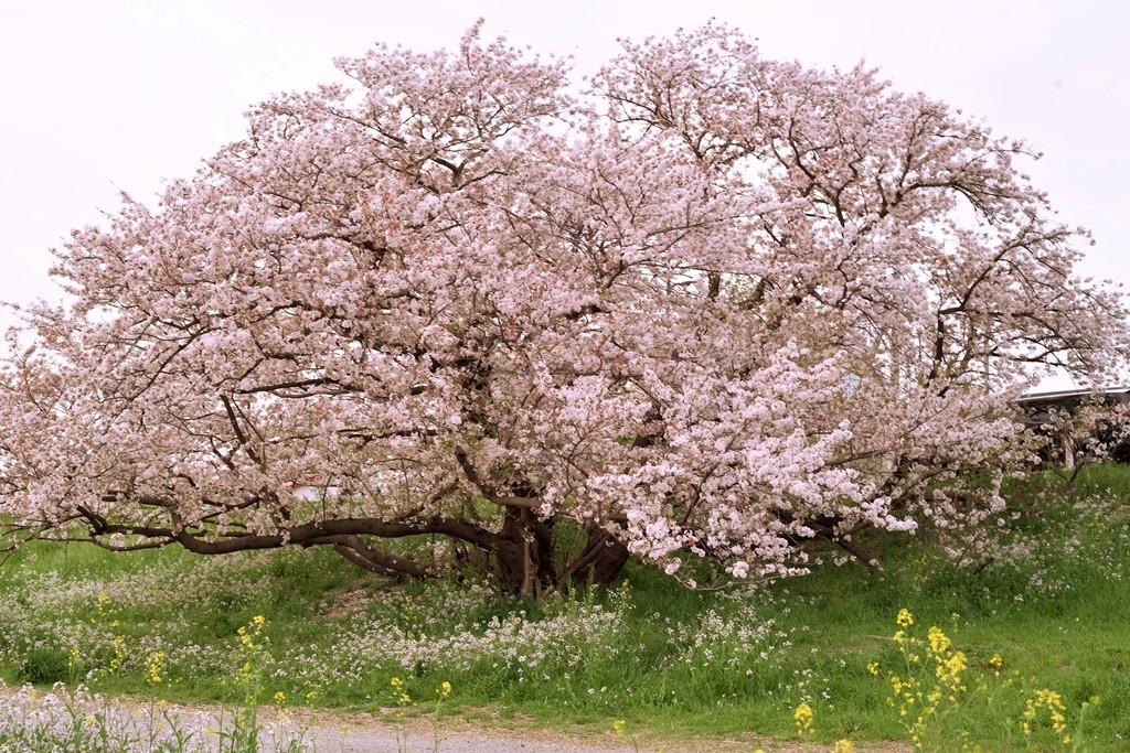 f:id:JACK:20210331172902j:plain