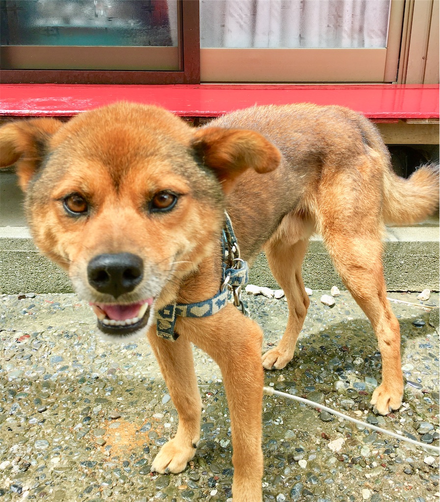 f:id:JAM21719800303:20181006163629j:image