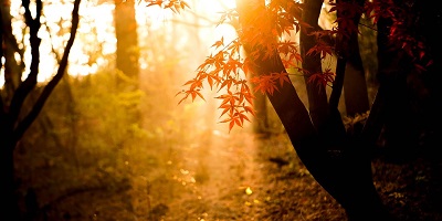 f:id:JAOBA:20200617112426j:plain