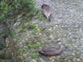 [横浜][動物]食事中