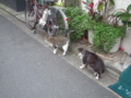 [横浜][ねこ]なかよし